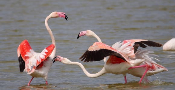 From Seville: Small-Group Doñana National Park Birding Tour