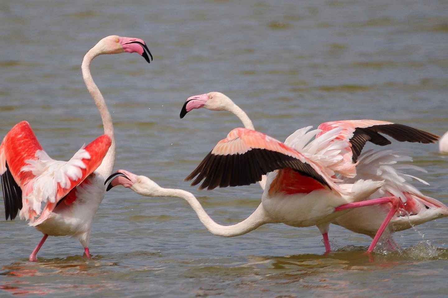 Seville: Doana National Park Birdwatching Tour - Seville: Doñana National Park Birdwatching Tour