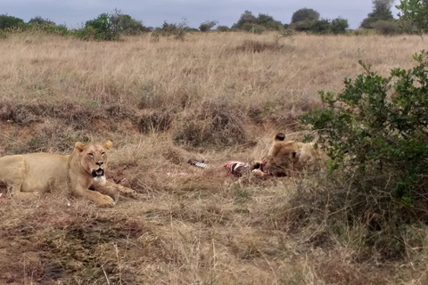 Nairobi National park group joining game drive tour.