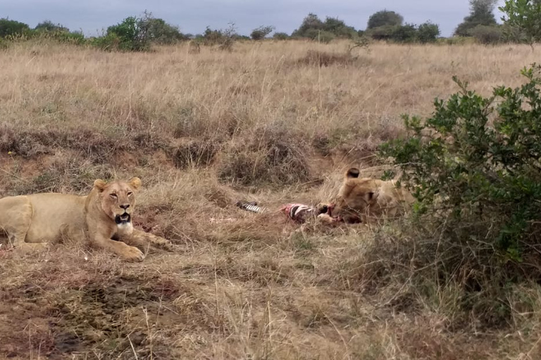 Nairobi National park group joining game drive tour.