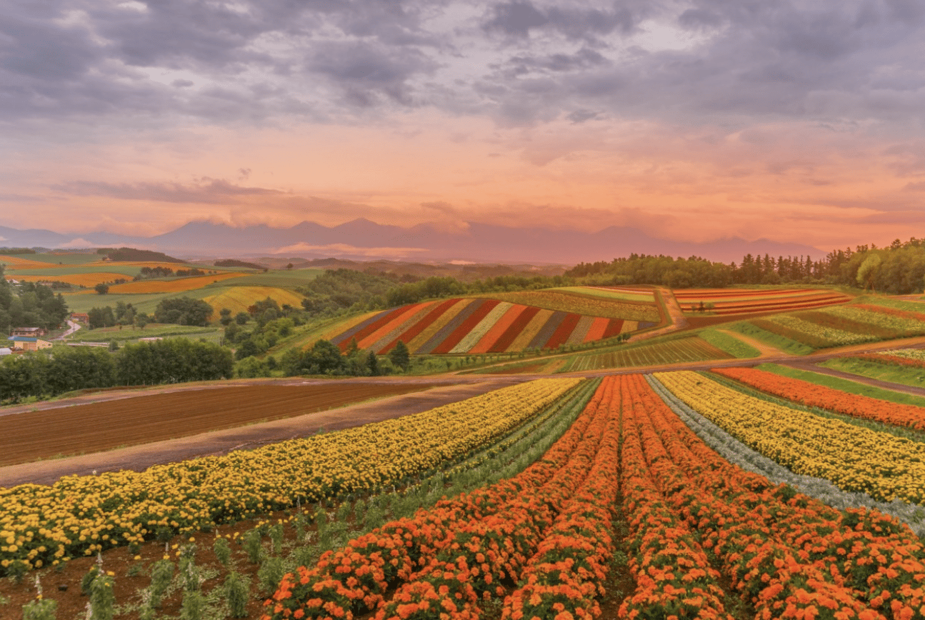 Von Sapporo: Hokkaido Furano Tomita Farm Joiner Tour