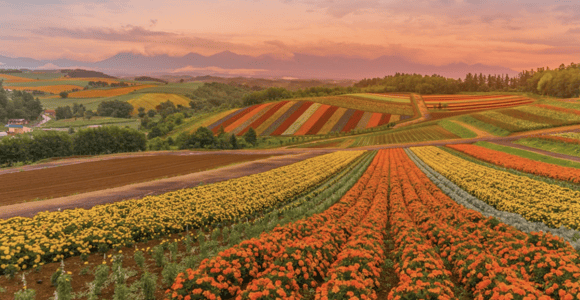 Von Sapporo: Hokkaido Furano Tomita Farm Joiner Tour