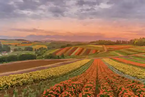 From Sapporo : Hokkaido Furano Tomita Farm Joiner Tour