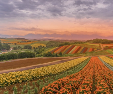 Fra Sapporo: Hokkaido Furano Tomita Farm Joiner Tour