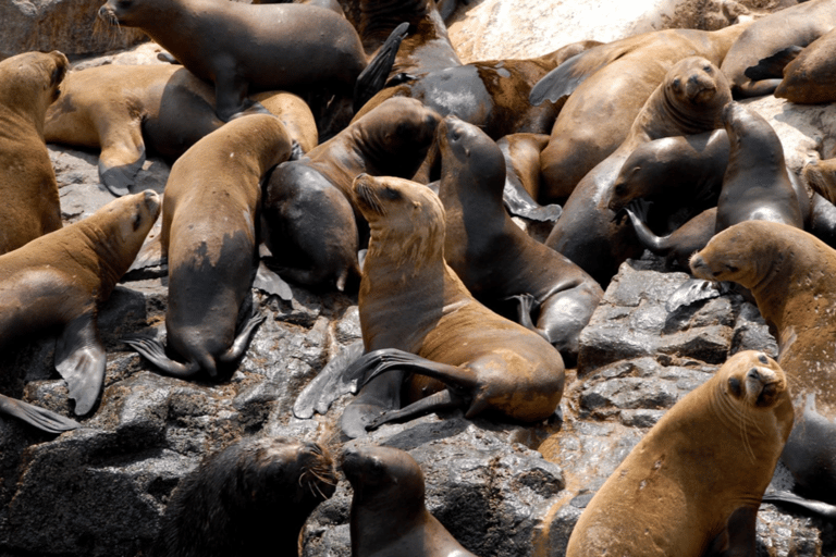 Lima: Palomino Islands Private Tour & Sea Lions + Pick-Up