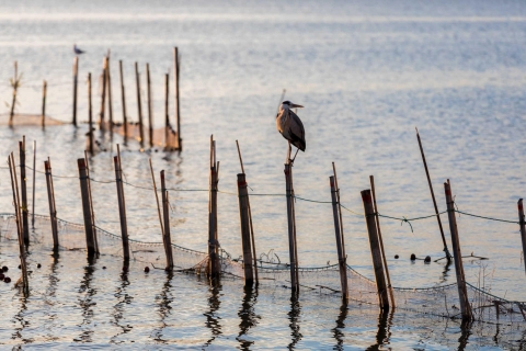 From Valencia: Albufera Natural Park with Sunset Experience