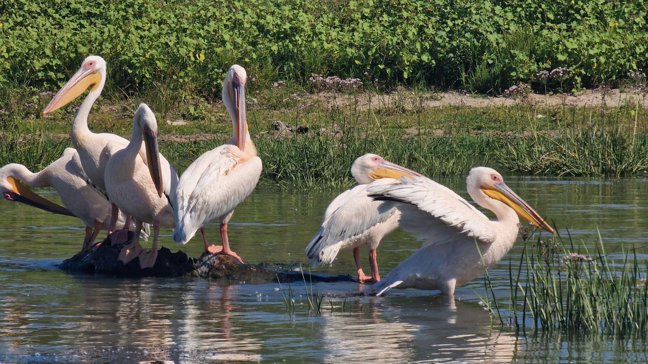 Tulcea – Dorf Mila23, Schnellboot-Tour im Donaudelta