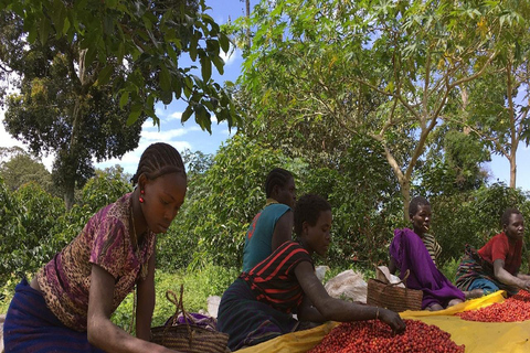 3-Day Coffee Farm & Local Culture Experience in Yirgalem
