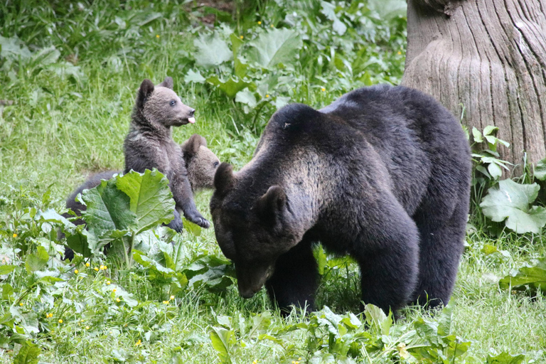 Brasov: Carpathian Brown Bear Wildlife Viewing Experience