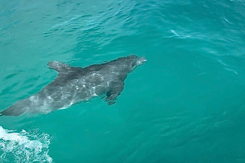 Destin: Sunset Pontoon Boat Cruise With Dolphin Watching
