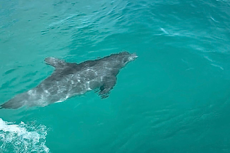 Destin: Sunset Pontoon Boat Cruise With Dolphin Watching