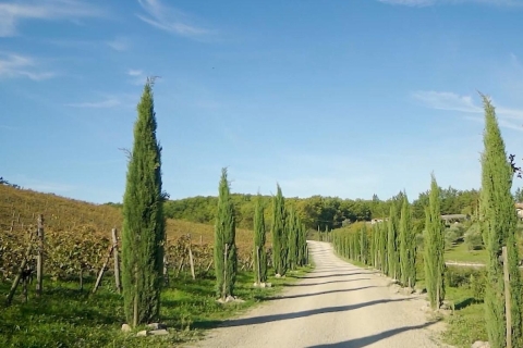 Desde Florencia: tour privado de medio día por Chianti y degustación de vinos