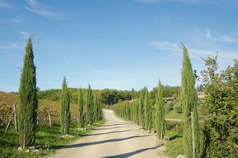 Desde Florencia: tour privado de medio día por Chianti y degustación de vinos