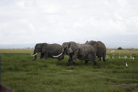 Kenya: Safari di 6 giorni a Masai Mara, Lago Nakuru e Amboseli