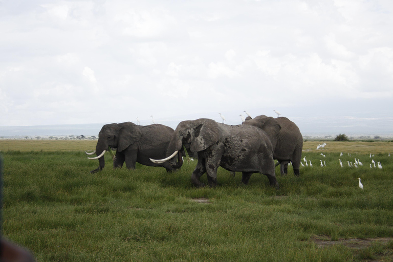 Kenya : Safari de 6 jours au Masai Mara, au lac Nakuru et à Amboseli