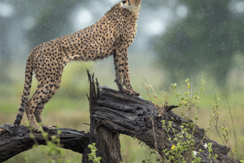 Arusha: 5-Day Great Migration Calving season Safari