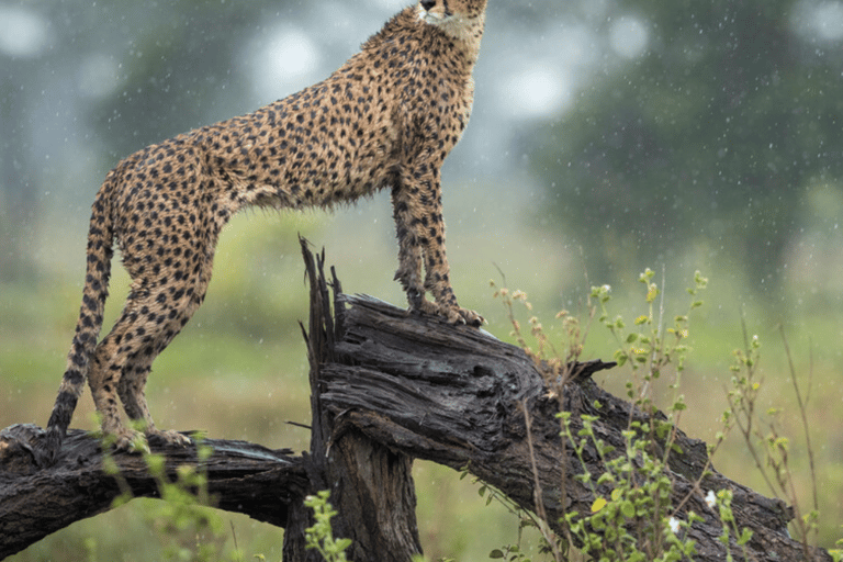 Arusha: 5-Day Great Migration Calving season Safari