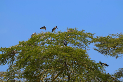 Viaggio di due giorni al Lago Manyara con canoa e passerella tra le cime degli alberiCampeggio a Karatu