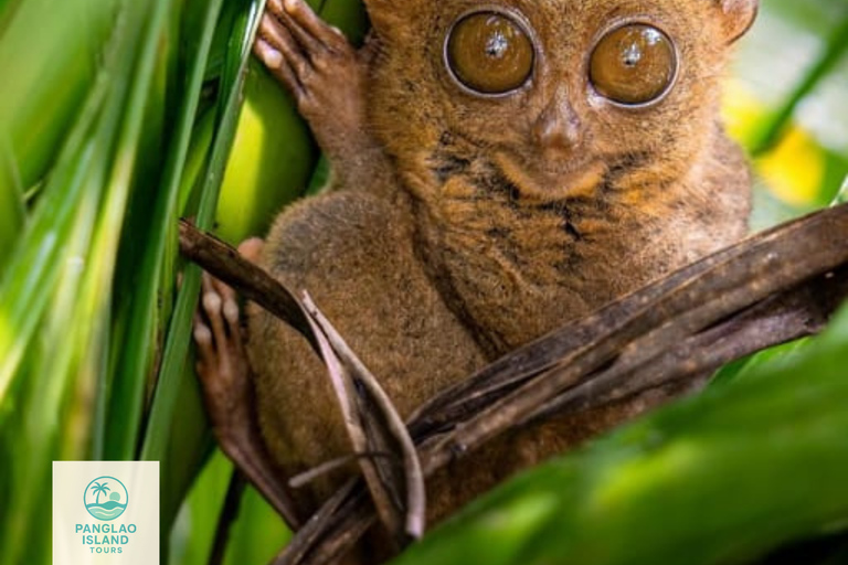 Cebu: Bohol Chocolate Hills Tour with Ferry Transfer One way Cebu to Bohol (No Return Ticket)
