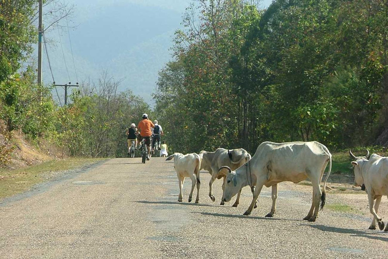 جولة شيانغ ماي بالدراجة: في ريف لانا مع مرشدرحلة ركوب الدراجات المشتركة لاستكشاف ريف لانا