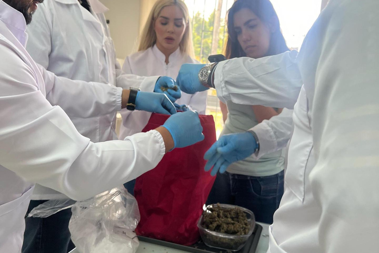 Medellín: Medical Cannabis Industry Tour with Lab & Lunch