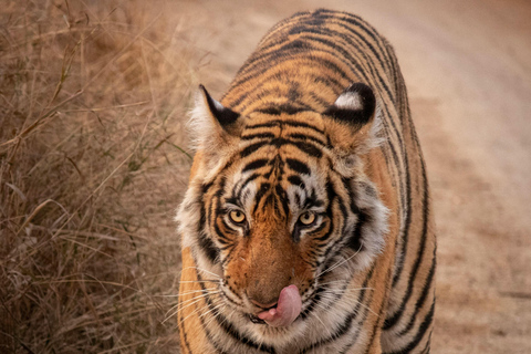 De Jaipur: Viagem de 1 dia ao Parque Nacional Sariska com SafariSafari de manhã cedo