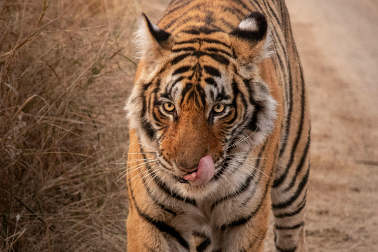 De Jaipur: Viagem de 1 dia ao Parque Nacional Sariska com SafariSafari de manhã cedo