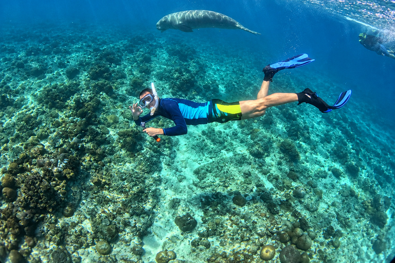 Coron: Dugong and Turtle Watching Tour w/ Lunch & Transfers