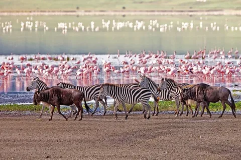 5 Days Group Serengeti, Ngorongoro & lake Manyara Safari