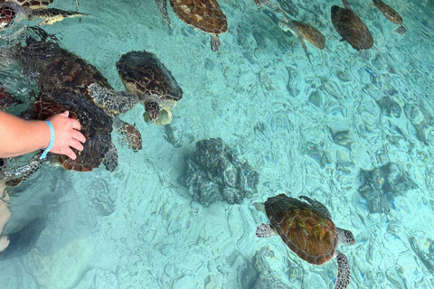 JASKINIA SALAAM: Pływanie z żółwiami i kolacja w restauracji The RockWycieczka obejmuje Odbiór z hotelu i transport powrotny