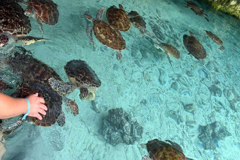 JASKINIA SALAAM: Pływanie z żółwiami i kolacja w restauracji The RockWycieczka obejmuje Odbiór z hotelu i transport powrotny