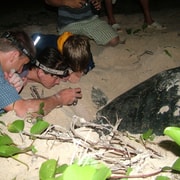 Con Dao: 2-Day Turtle Watching and Snorkeling Tour