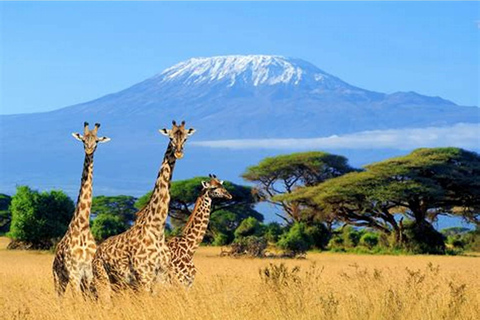 Tanzania: 7-Day Big Five Safari Adventure with Lodging