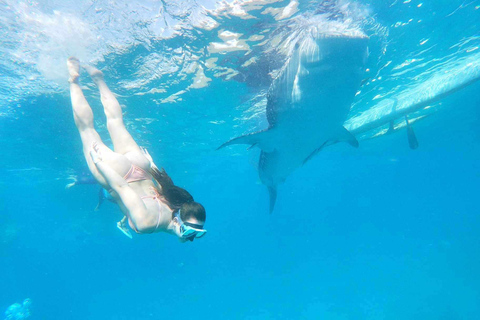 Oslob: Whale Sharks, Tumalog Falls & Sumilon Trio Adventure