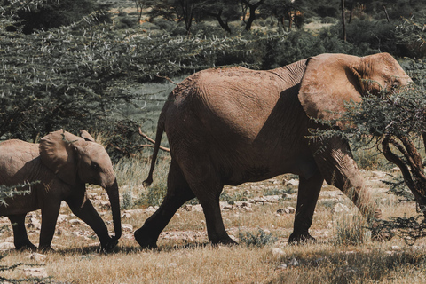 Samburu National Reserves: Optional Village Tour & Swimming