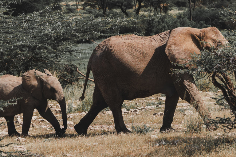 Samburu National Reserves: Optional Village Tour & Swimming