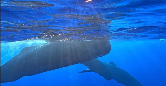 Unique whale watching experience in Mauritius