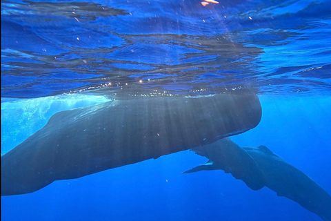 Unique whale watching experience in Mauritius