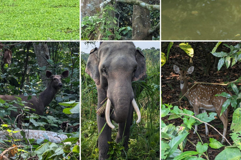 Chitwan National Park: Full-Day Jeep Safari with Lunch