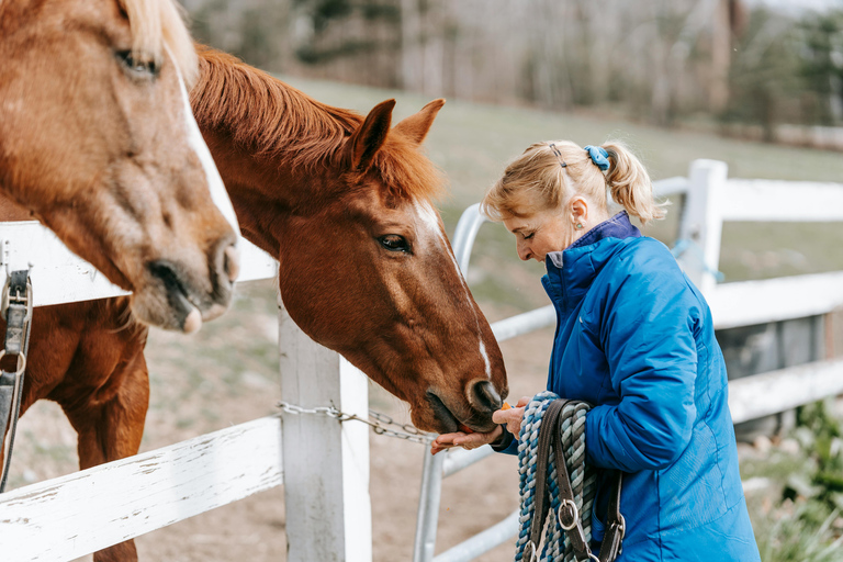 Pelkosenniemi: Morning Horse Ranch Experience with Guide