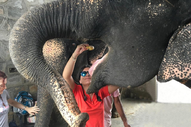 Jaipur: Hathigao Elephant Village Ride, Feeding, & Photos Riding, Feeding, Climbing And Photography with Elephant