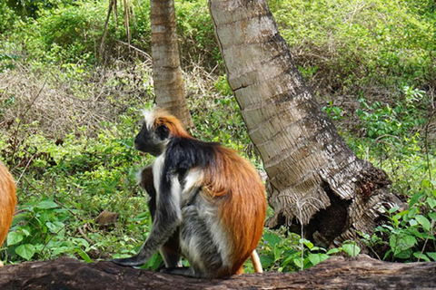 Zanzibar: las Jozani, centrum motyli i wycieczka na plażę MtendeOdbiór z miejsca zakwaterowania nie jest wliczony w cenę.