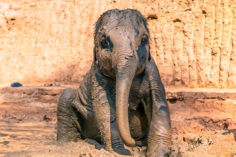 Phuket: Elephant Sanctuary Visit with Mud Spa & Workshop