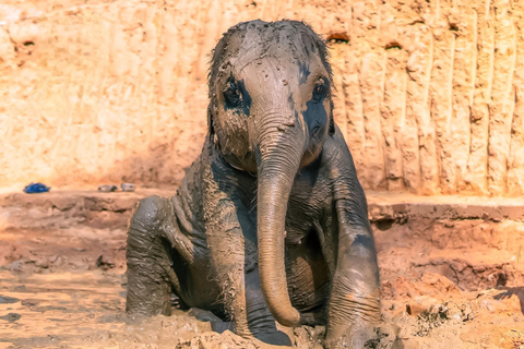 Phuket: Elephant Sanctuary Visit with Mud Spa & Workshop Afternoon: Elephant Sanctuary Visit with Mud Spa & Workshop