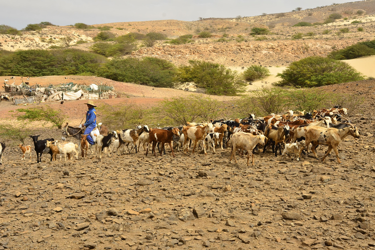 Boavista: Tradycyjna i lokalna wycieczka