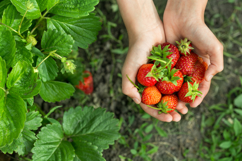 Seoul: Strawberry Farm & Winter Sled & Eobi Ice Valley Shared Tour - Meet at DDP Station