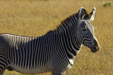 Nairobi: Ol Pejeta Conservancy Day Trip with Game Drives