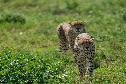 6 days Tanzania Safari tour