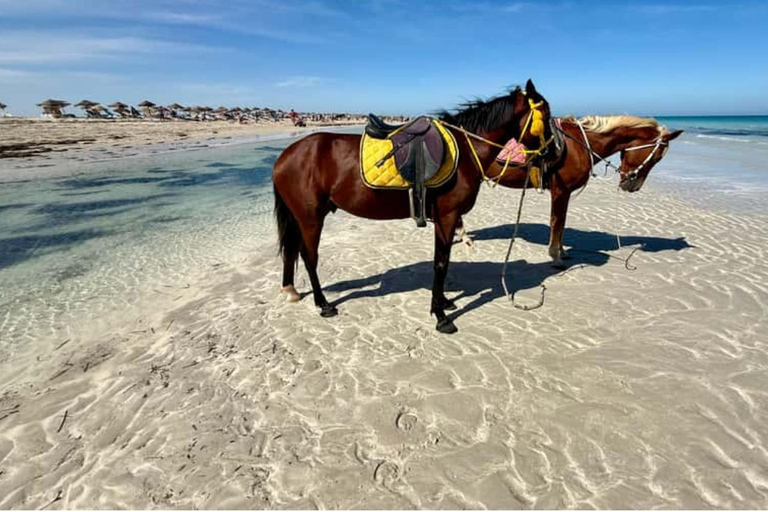 Djerba: Flamingo Island Cruise with Lunch & Dolphin Watching