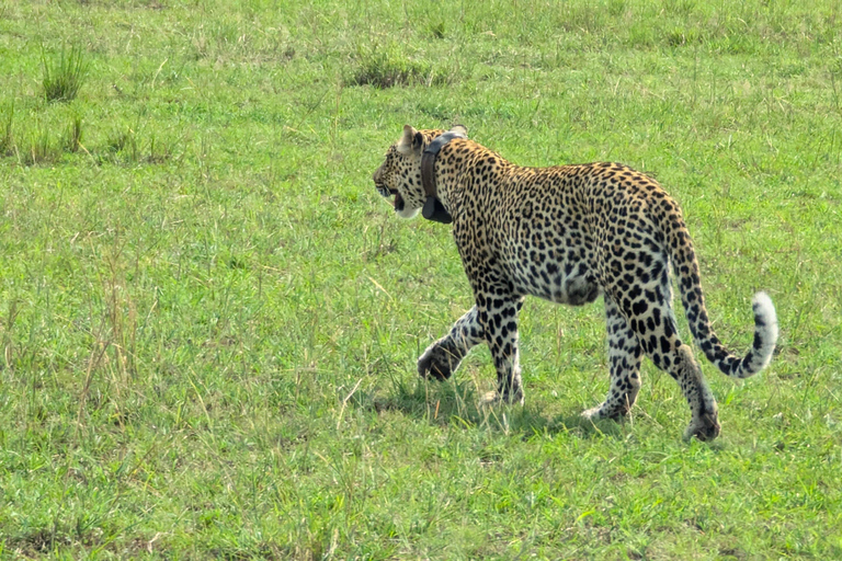 Een driedaagse wildsafari in Akagera